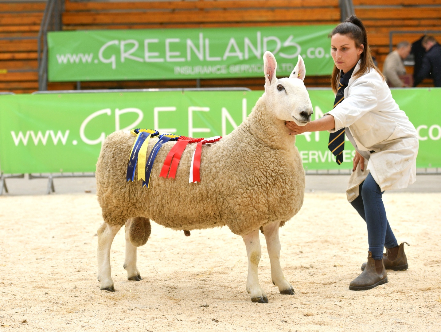 Leading the males was this shearling ram jointly owned by Pete Brown and Tom Tennant Stuart Walker Photography 2021
