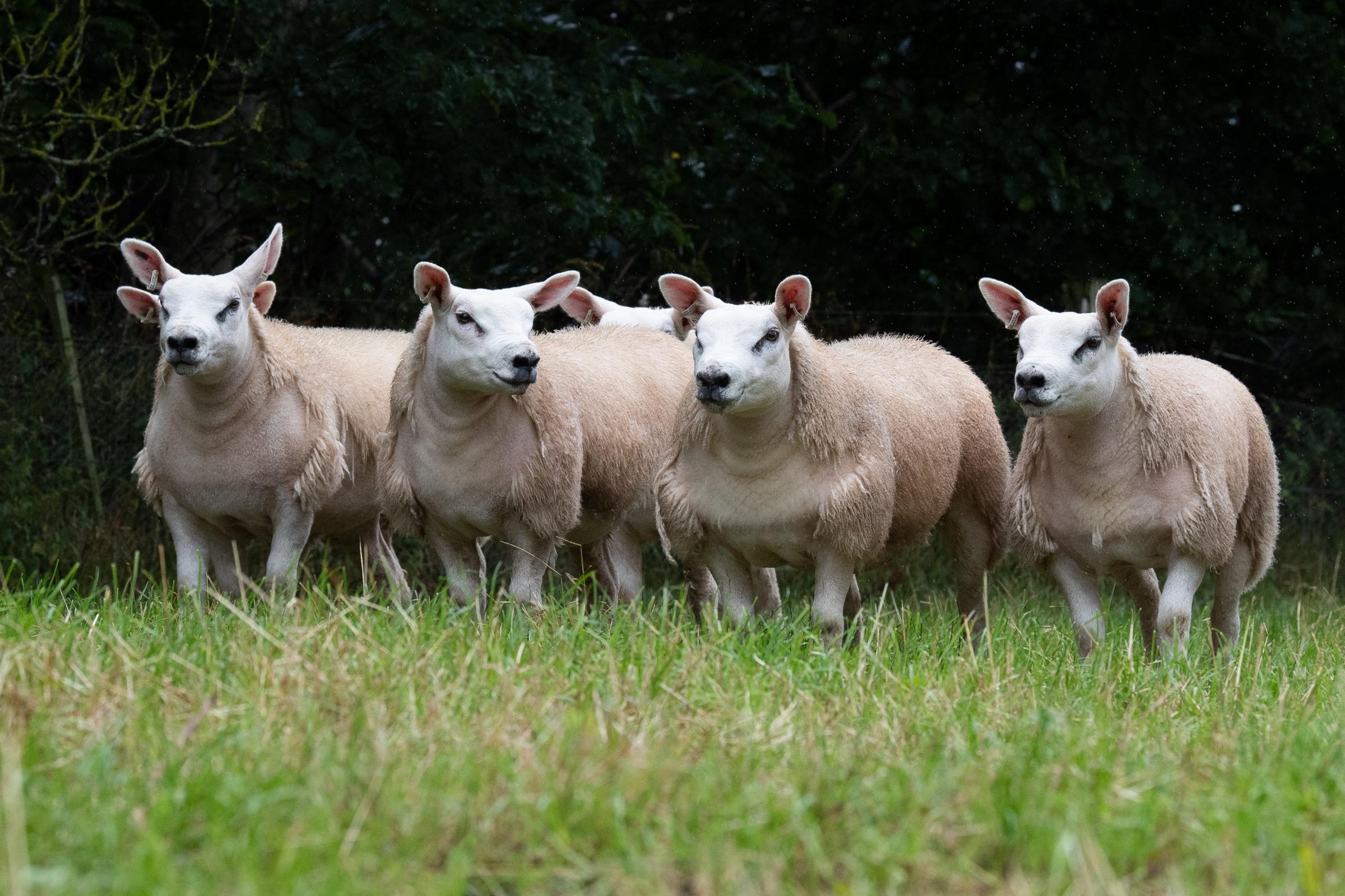 some of ET sister to the flock’s ram lamb entered for breed sale at Lanark Ref:RH090821105 Rob Haining / The Scottish Farmer...