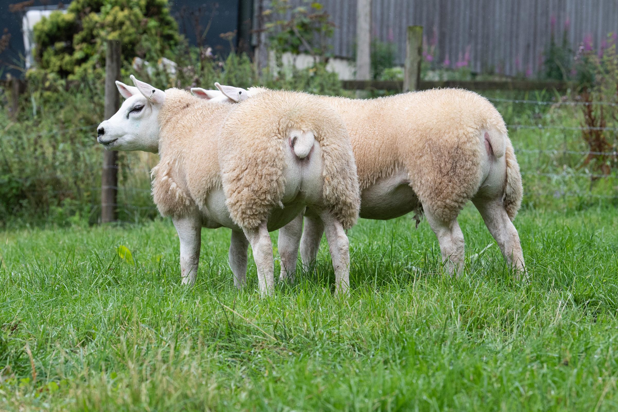Good, well-shaped body, with gigot and frame, and correct on its legs is key at Knock Ref:RH090821101 Rob Haining / The Scottish Farmer...