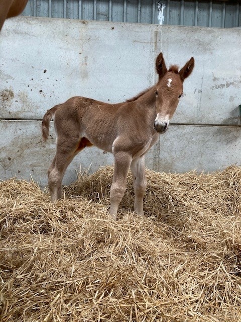 The historic Suffolk punch filly foal at just five hours old