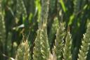 Protecting wheat ears from fusarium and associated mycotoxins is more important in wet summers