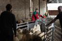 Graeme Mather only selects ewe lambs over 34kg as replacements which are big enough to put to the tup in November Ref:RH28817751