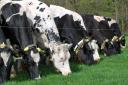 AHDB propose a rise in dairy levy