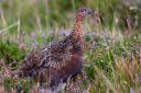 Grouse moors braced for major changes in wake of Werritty review (Dpexel from Pixabay)