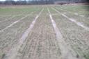 These wheat plots at SRUC East Lothian trial site were drilled on October 2 and emerged well, although wet conditions are clearly taking a toll