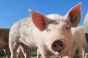 The National Pig Association is seeking Government action to avert a pig sector labour crisis