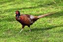 Pheasant is the most popular game bird and is the best place to start if you’ve never tried game before