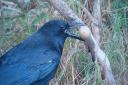 A new online course on corvid control is available to game and wildlife managers