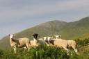 New crofting jobs will be created in the Western Isles following a £325,000 additional funding announcement by the Scottish Government