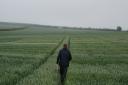 Winter wheat variety and IPM trials at SRUC’s East Lothian trial site on a misty June day