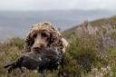 A TRAINED gundog is a valuable asset