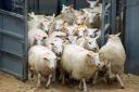 Prime Lambs Stirling Ref:RH030119055    Rob Haining / The Scottish Farmer