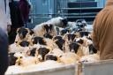 Blackie hoggs being sold at Huntly Mart   Ref:RH180320271  Rob Haining / The Scottish Farmer