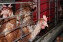 The Scottish Government is consulting on a ban of enriched cages