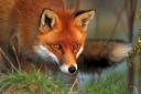 Scottish Countryside Alliance condemns political proposals to ban fox hunting as a form of pest control