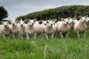 Breeding sheep