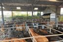 Store cattle sales