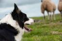Sheepdogs trials