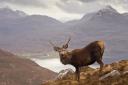 The National Trust for Scotland has responded to claims that locals have not totally backed plans for a deer cull in Glen Coe and Glen Etive