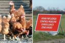 Poultry allowed outside again after risk of bird flu lowers