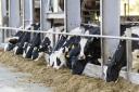New data has found there is £125,000 between the top and the bottom performing dairy herds in England