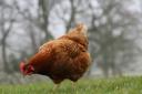 The Scottish Government have spent millions of pounds since October on tackling bird flu
