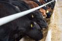 Beef finishers are up against it when barley prices have risen above £300 per tonne