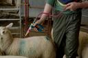For long lasting, full fleece protection, the IGR’s should be applied using a calibrated gun with fan nozzle in a band approximately 10cm wide (the 4 stroke method)