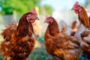 More than 7m captive birds have died or been culled for bird flu control