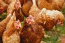 Poultry to be culled after bird flu confirmed at Cumbria business