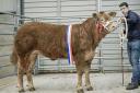 This 558kg Limousin heifer from Andrew Adam from Newhouse of Glamis of Forfar, stood champion and sold for £2900