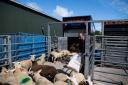 Loading prime lambs onto the modern Plowmamn trailer Ref:RH180720263 Rob Haining / The Scottish Farmer