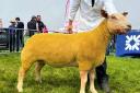 Sheep inter-breed champion and reserve show champion, the Charollais gimmer, Loaningfoot Abracadabra, from Ben Radley