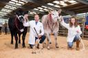 Doing the double, Daniel Hodge(left) took the hoof champion with the Limousin X and the Charolais X took the hook champion, help by Katie Ritchie  Ref:RH200523228  Rob Haining / The Scottish Farmer...