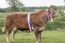Limousin and cattle inter-breed champion