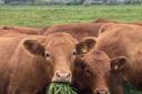 Strathmore Farming Co's Grazing Heifers in Glamis Angus