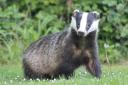 Badgers had been getting more blame over lamb deaths