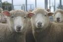 The mandatory electronic traceability system for sheep and goats New South Wales is aiming towards January 1, 2025, when the whole of Australia will go electronic for sheep