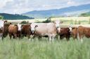 Cattle numbers remain finely balanced and there is concern over the long-term direction of the national suckler beef herd