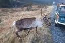 Enchanting Cairngorm reindeer herd encounter