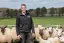 Gregor Ingram runs 4000 ewes with his family at Logie Durno