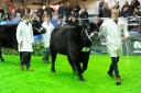 AgriScot beef demonstration