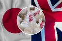 UK poultry could soon meet Japanese tables
