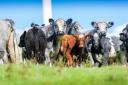 Cattle numbers are falling according to the latest farm census