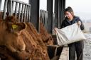 Stephanie Dick initiates winter routine, feeding Ronick Limousin herd near Stirling Ref:RH151123052  Rob Haining / The Scottish Farmer...