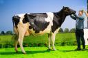 Supercow was the Holstein champion Evening Sidekick Jennfier from Evening Hill Farm. Ref:RH221123250  Rob Haining / The Scottish Farmer...