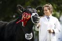 Stephanie Dick has had a passion for pedigree breeding since travelling overseas as a teenager