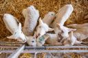 Lambs reared on Volac Lamlac mixed and fed cold (10ºC) from seven days of age will thrive just as well as any surplus lambs reared off the ewe that drink milk heated to a higher temperature