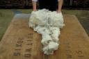 The project aims to asses micron count in wool of UK sheep breeds