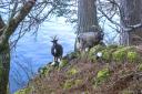 Feral goats at Loch Earn, Perthshire